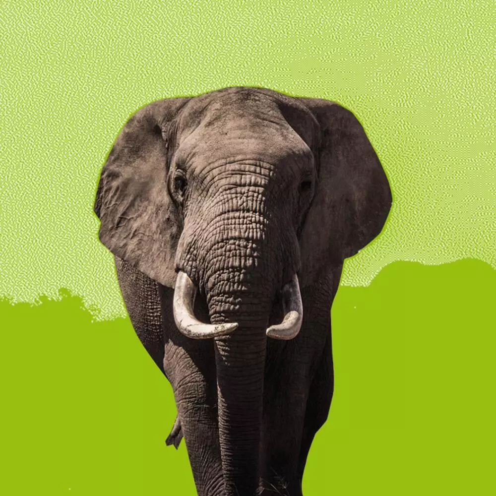 De la bouse d'éléphant au papier, alternative à la déforestation